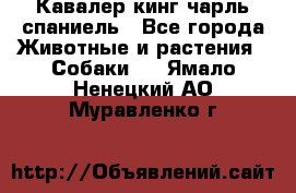 Кавалер кинг чарль спаниель - Все города Животные и растения » Собаки   . Ямало-Ненецкий АО,Муравленко г.